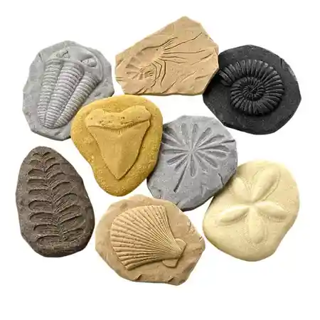 Fossil Stones
